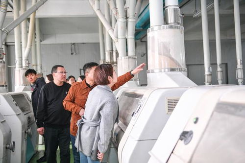 小麥精華糊粉層 濱州面粉廠里的高科技與學生專用粉的秘密